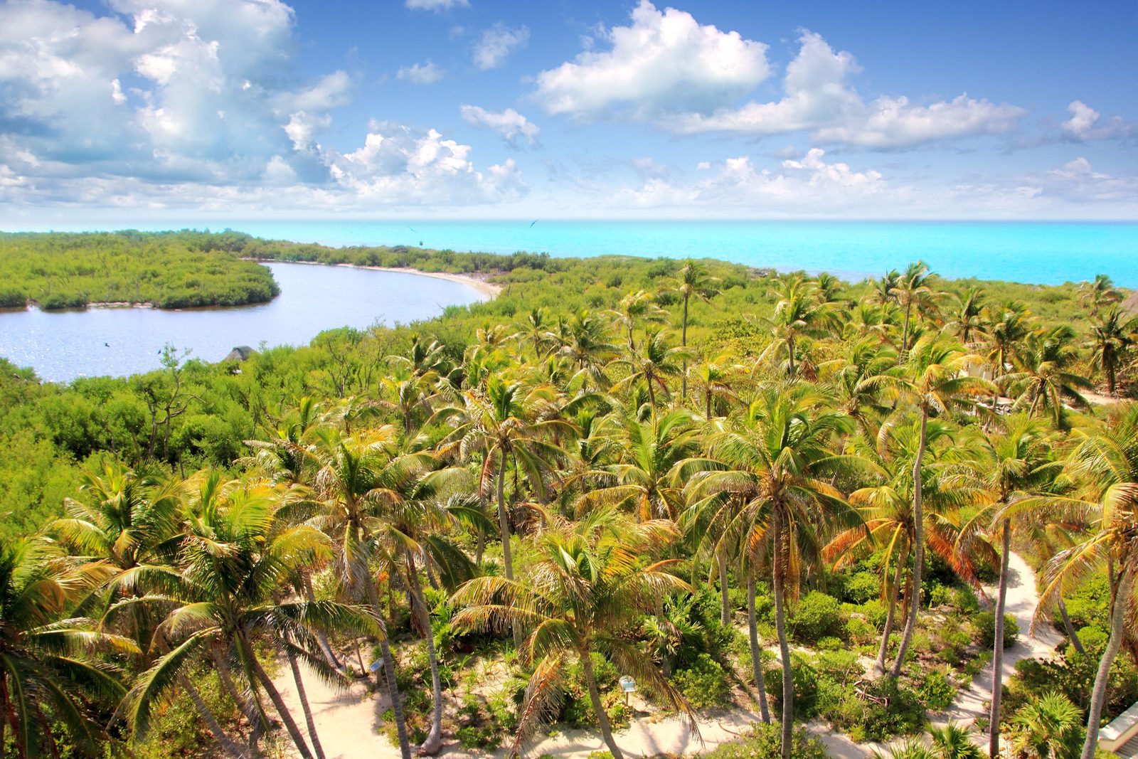 Mangroves and palms of Isla Contoy national park