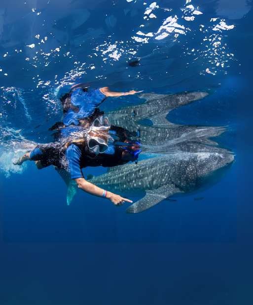 Snorkeling next to a whale shark