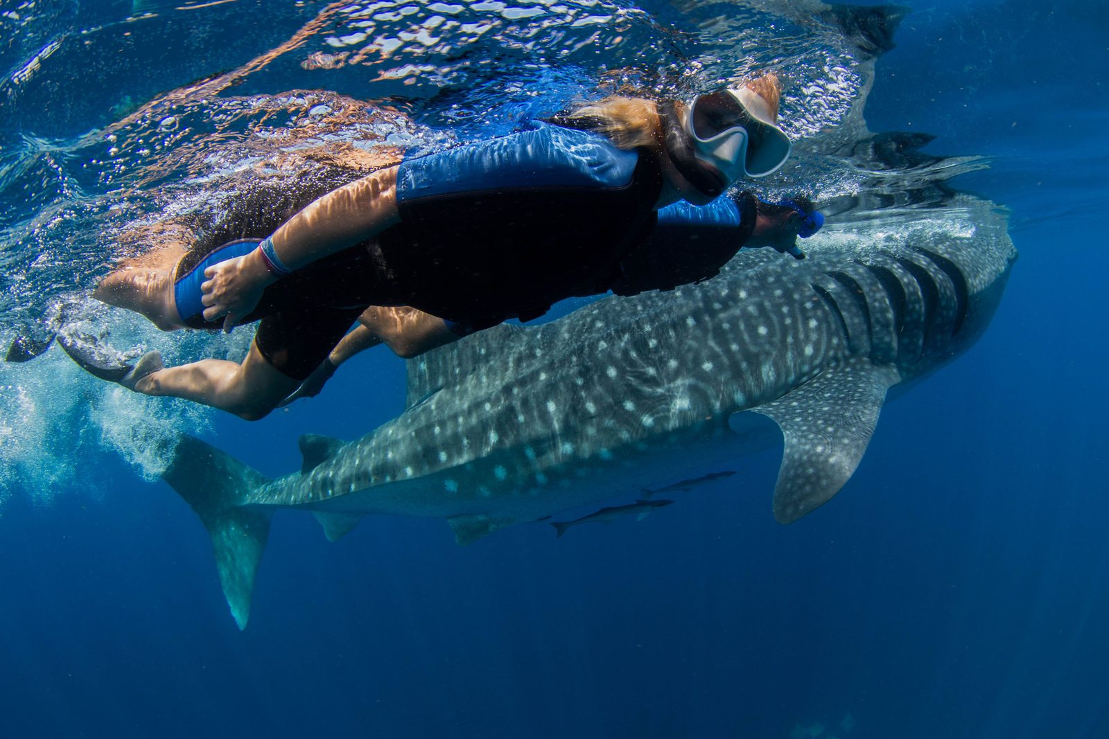 Swimming next to a whale shark