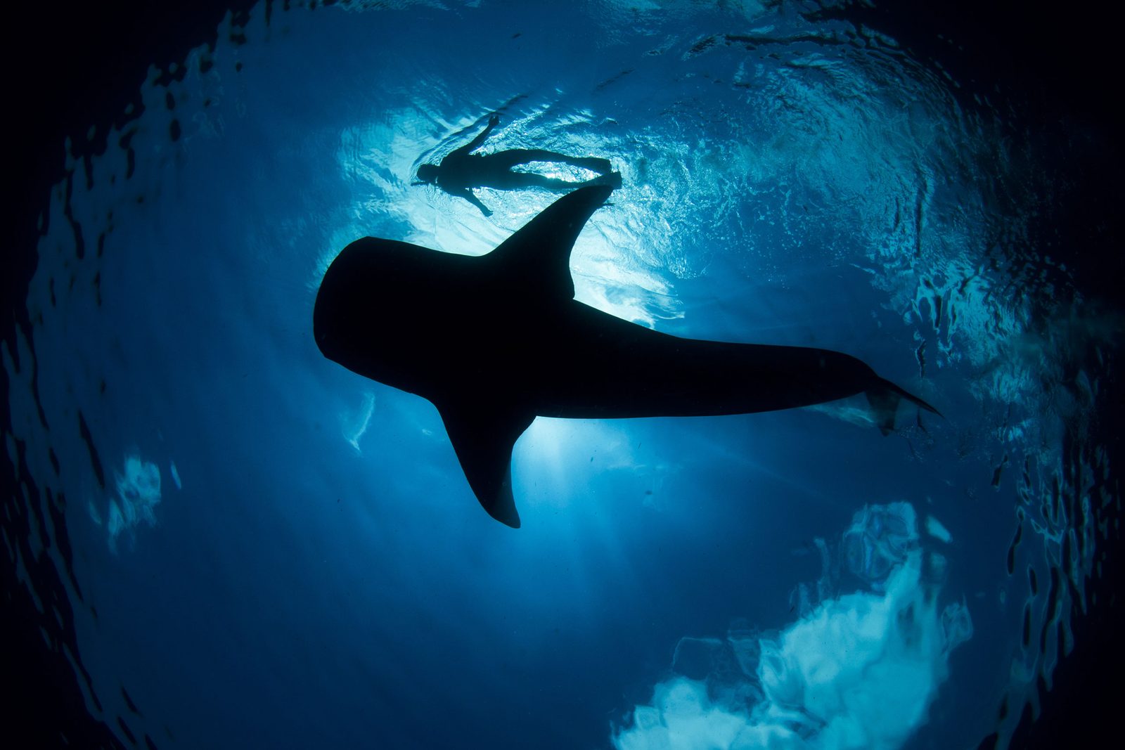 Whale shark swimming in the Mexican Caribbean