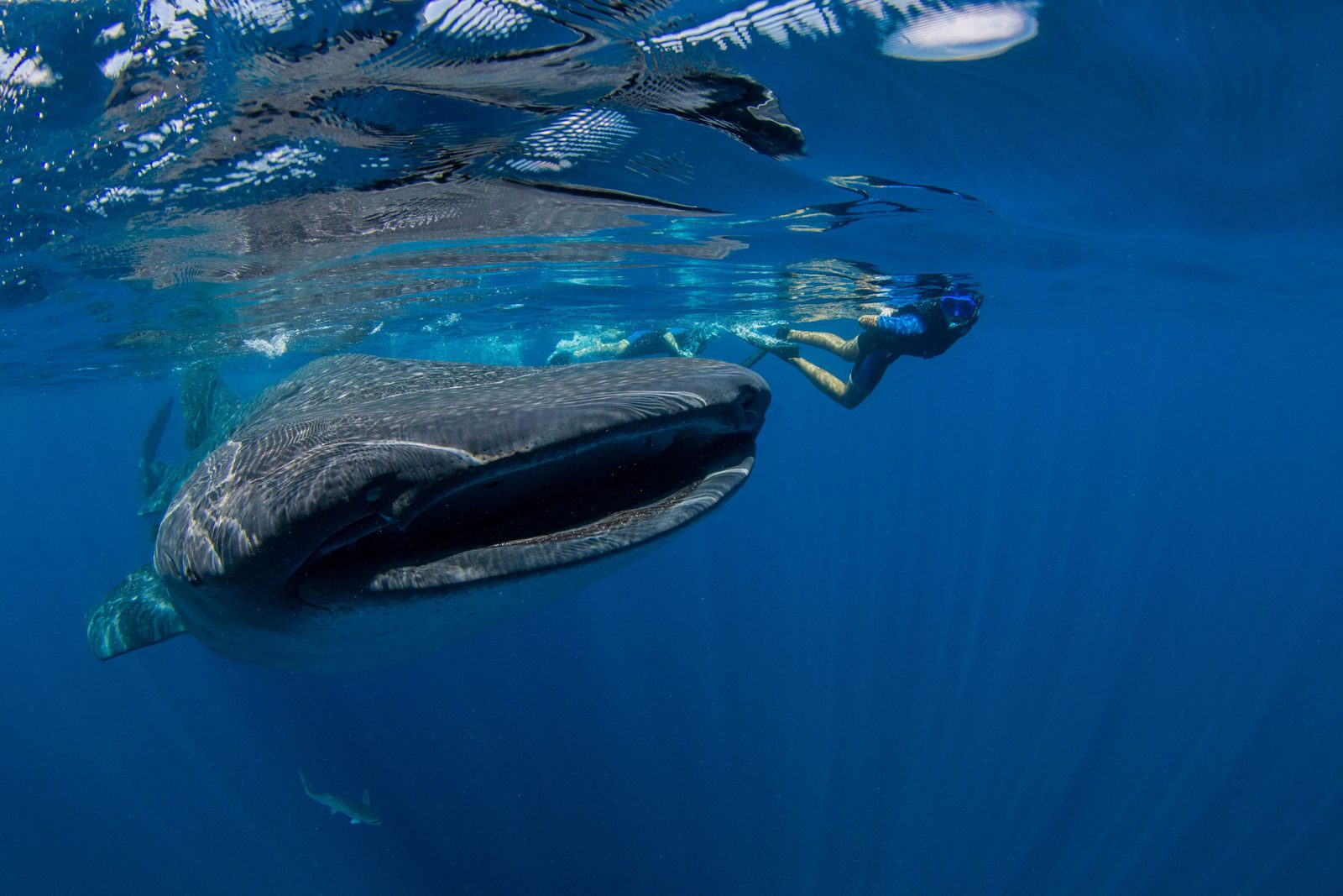 Whale shark feeding on plankton