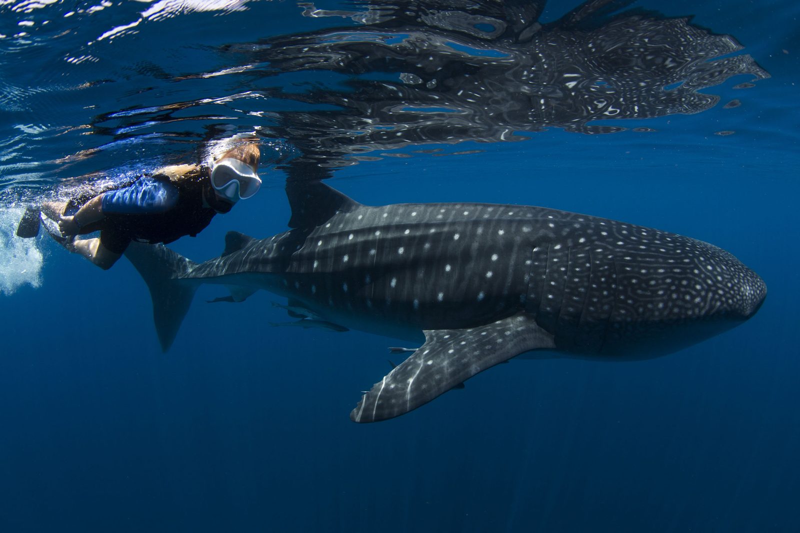 Snorkeler above a whale shark