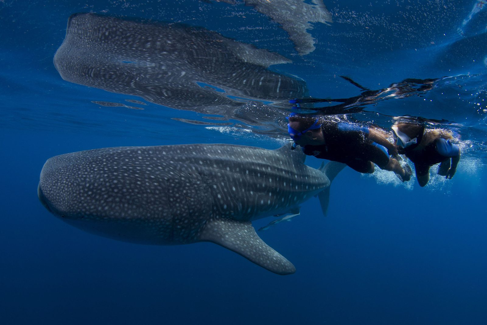Two people swimming with a whale shark