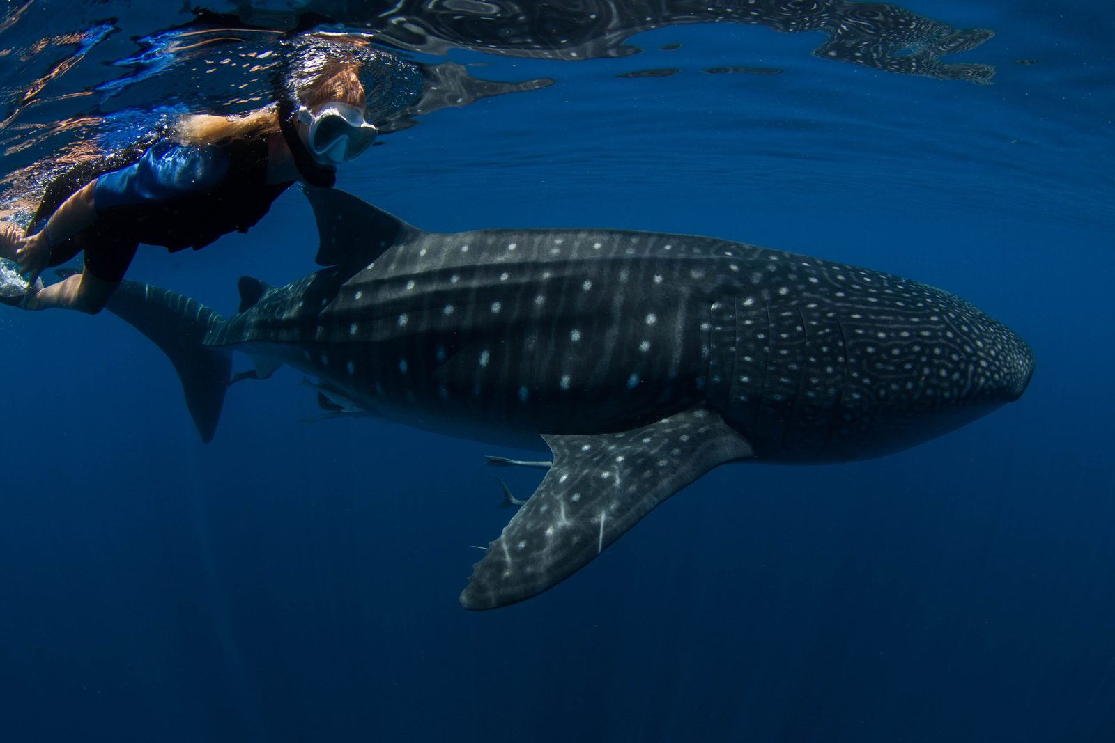Whale shark and snorkeler side by side