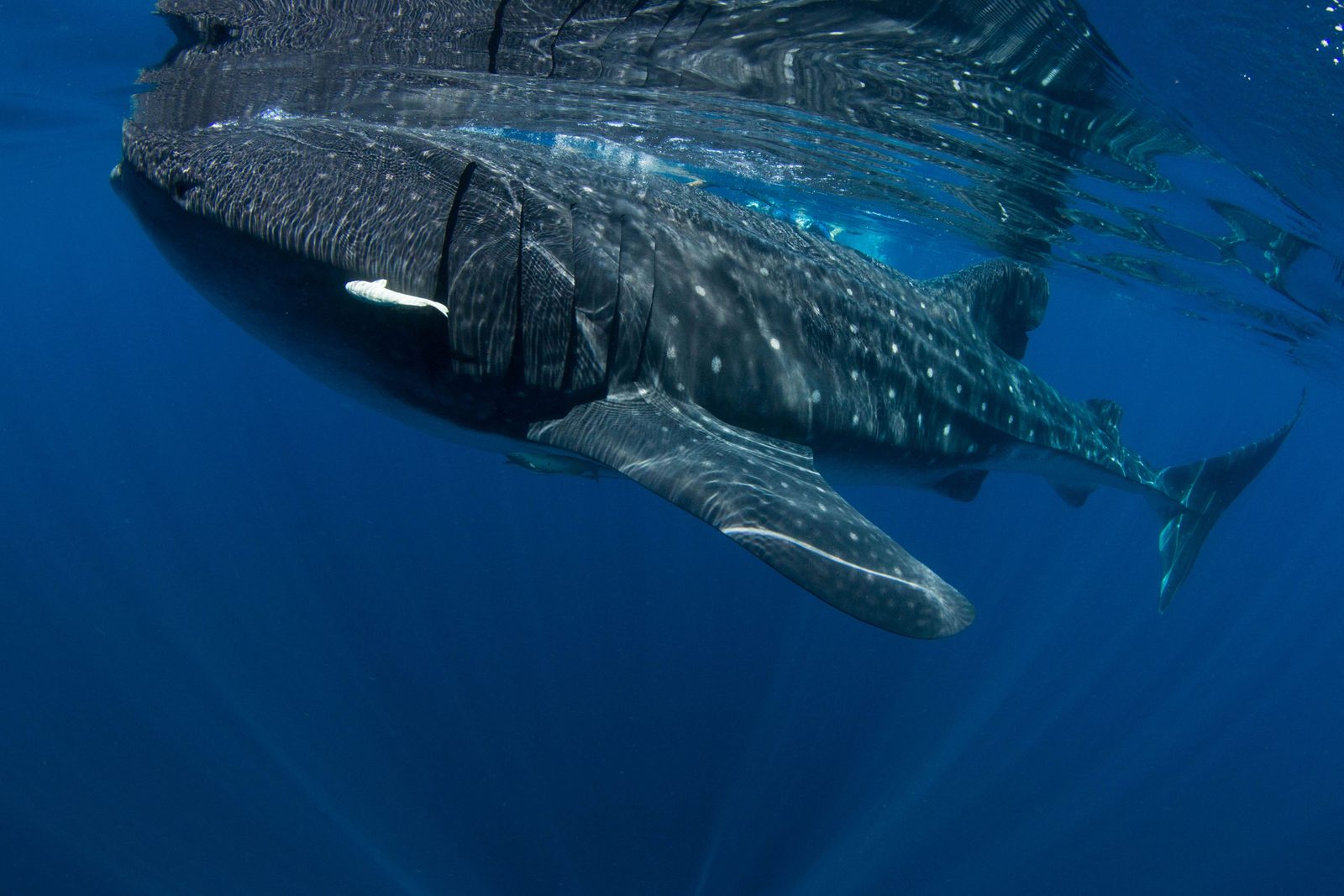 Spotted body of a whale shark