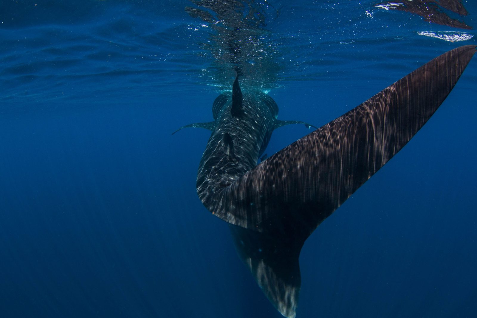 Caudal fin of a whale shark
