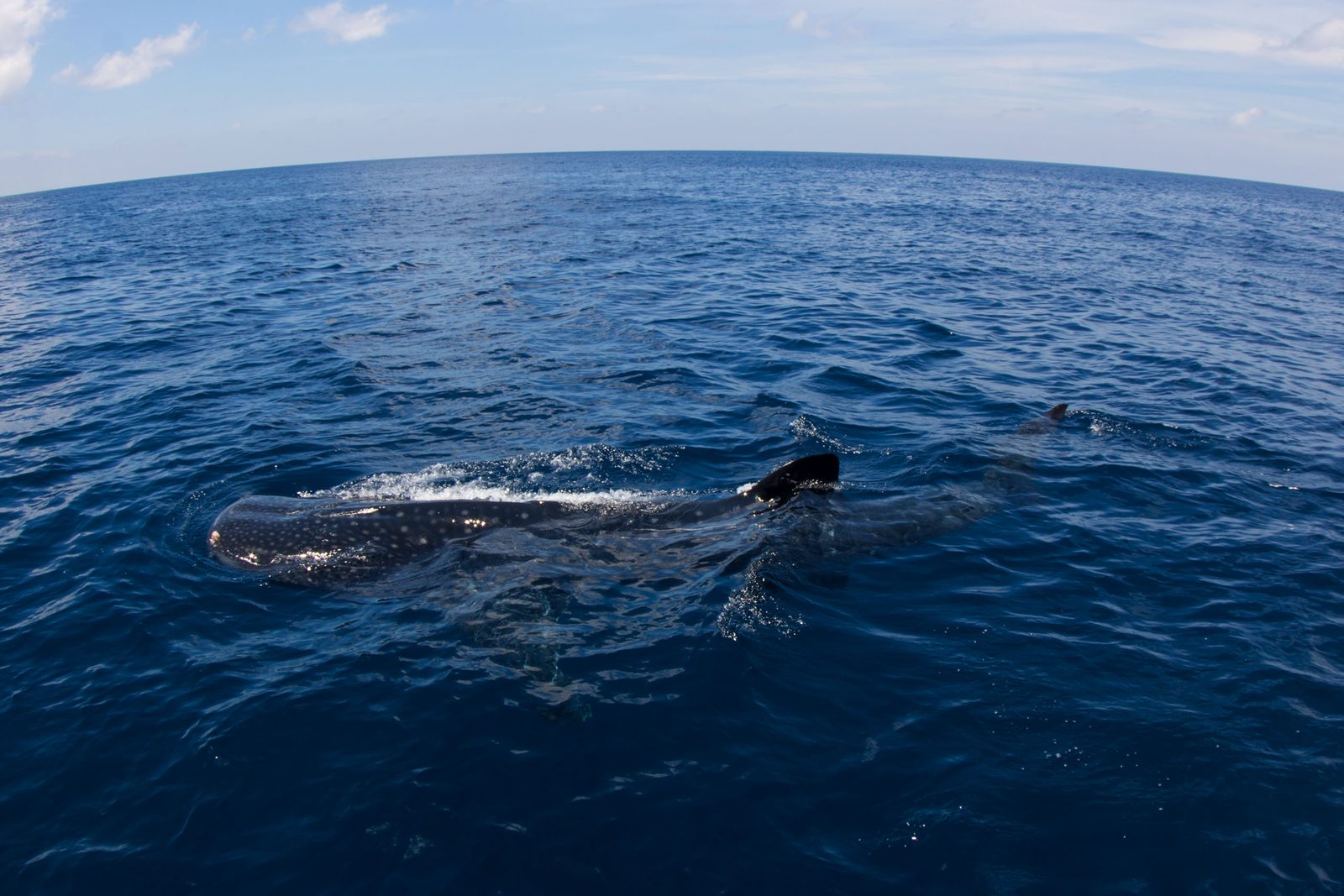 Whale shark swimming at the surface