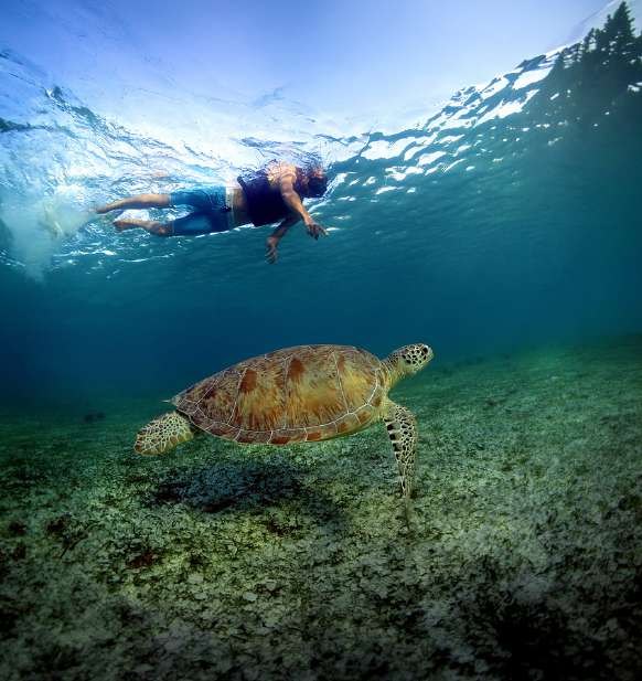 Snorkeling with a sea turtle at Underwater World